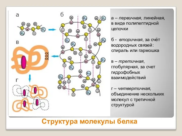 Структура молекулы белка а – первичная, линейная, в виде полипептидной цепочки