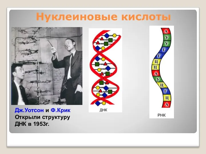 Нуклеиновые кислоты Дж.Уотсон и Ф.Крик Открыли структуру ДНК в 1953г.