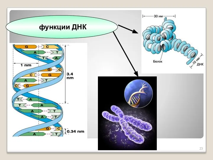 функции ДНК