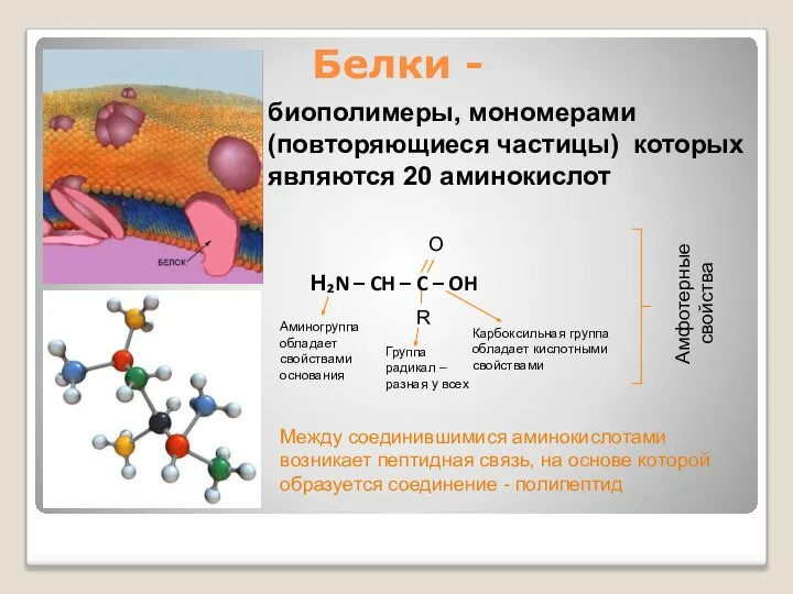 Белки - биополимеры, мономерами (повторяющиеся частицы) которых являются 20 аминокислот H₂N