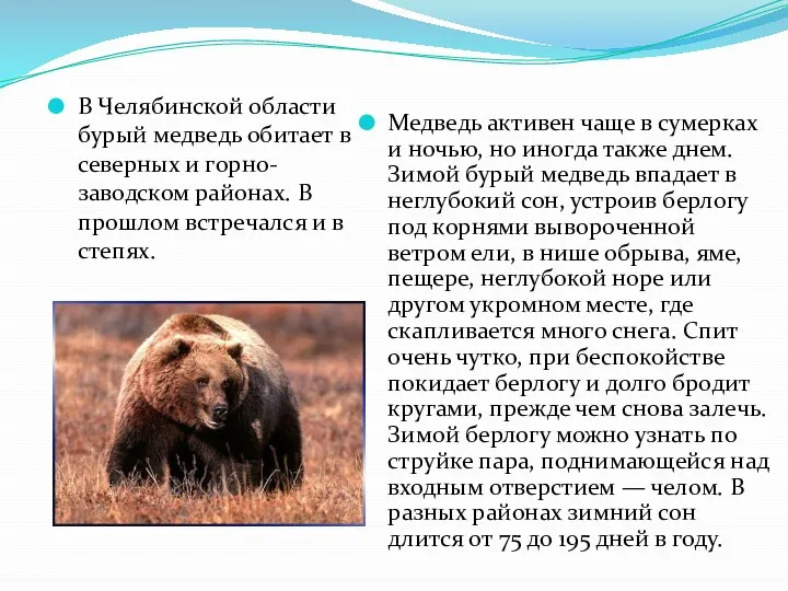 В Челябинской области бурый медведь обитает в северных и горно-заводском районах.