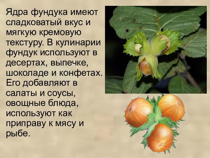 Ядра фундука имеют сладковатый вкус и мягкую кремовую текстуру. В кулинарии