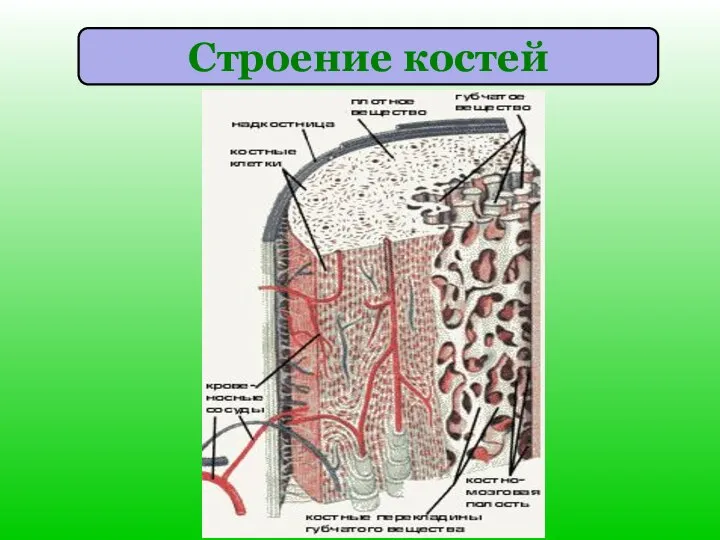 Строение костей