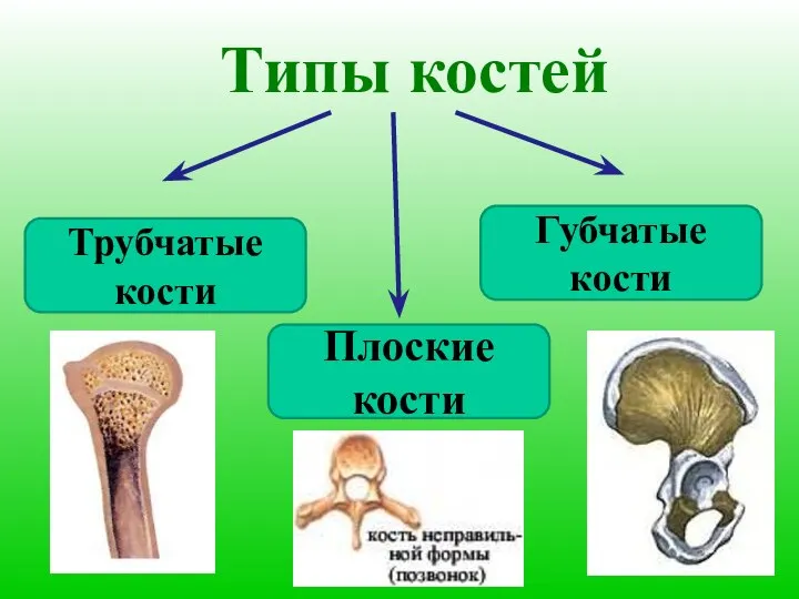 Типы костей Трубчатые кости Губчатые кости Плоские кости