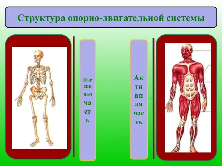 Пассивная часть Структура опорно-двигательной системы Активная часть