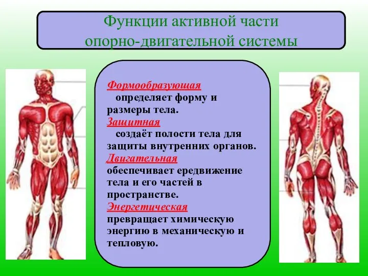 Функции активной части опорно-двигательной системы Формообразующая определяет форму и размеры тела.