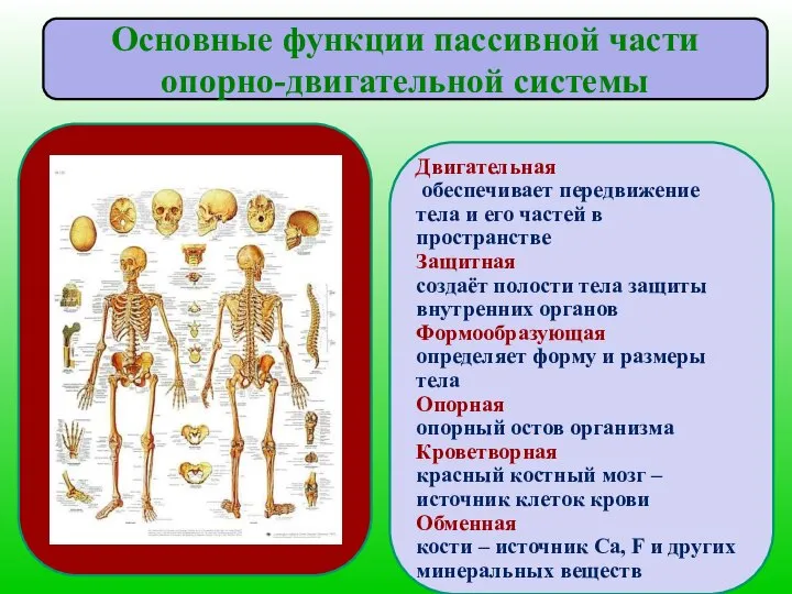 Двигательная обеспечивает передвижение тела и его частей в пространстве Защитная создаёт