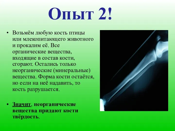 Опыт 2! Возьмём любую кость птицы или млекопитающего животного и прокалим