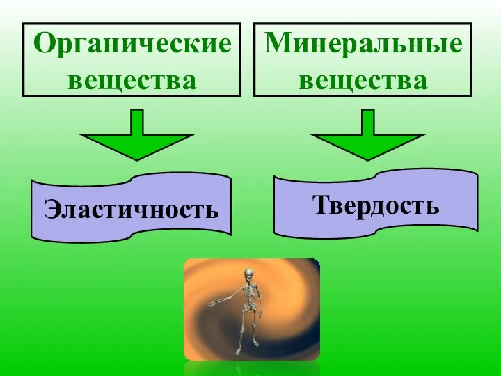 Органические вещества Минеральные вещества Эластичность Твердость