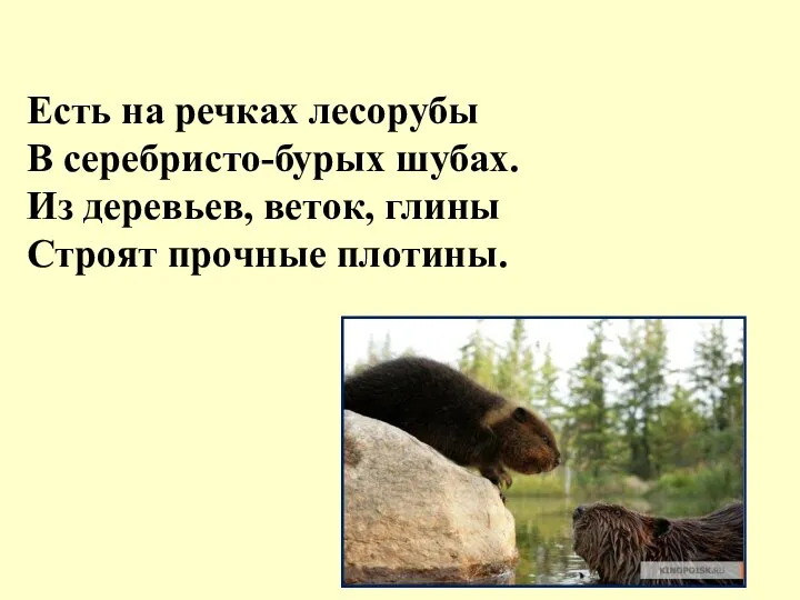 Есть на речках лесорубы В серебристо-бурых шубах. Из деревьев, веток, глины Строят прочные плотины.