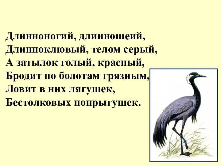 Длинноногий, длинношеий, Длинноклювый, телом серый, А затылок голый, красный, Бродит по