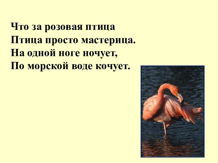 Что за розовая птица Птица просто мастерица. На одной ноге ночует, По морской воде кочует.