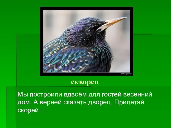 скворец Мы построили вдвоём для гостей весенний дом. А верней сказать дворец. Прилетай скорей …