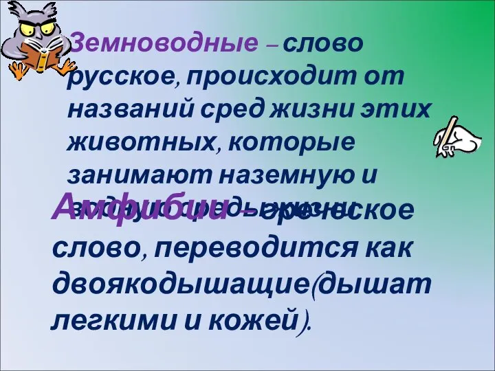 Земноводные – слово русское, происходит от названий сред жизни этих животных,