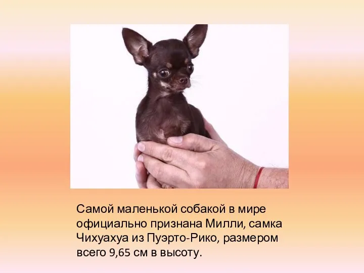 Самой маленькой собакой в мире официально признана Милли, самка Чихуахуа из