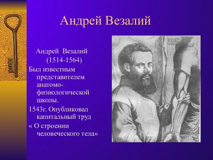 Андрей Везалий Андрей Везалий (1514-1564) Был известным представителем анатомо-физиологической школы. 1543г.