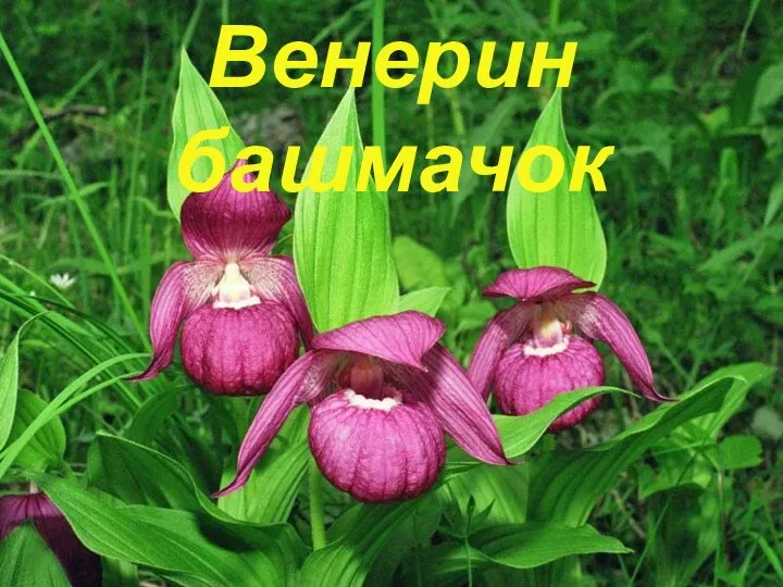 Венерин башмачок