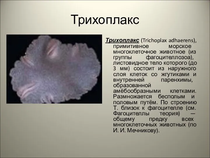 Трихоплакс Трихоплакс (Trichoplax adhaerens), примитивное морское многоклеточное животное (из группы фагоцителлозоа),