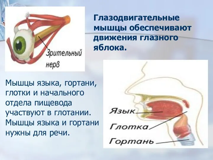 Глазодвигательные мышцы обеспечивают движения глазного яблока. Мышцы языка, гортани, глотки и