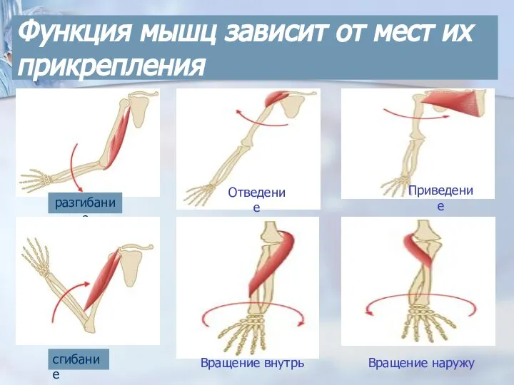 Функция мышц зависит от мест их прикрепления разгибание сгибание Отведение Вращение внутрь Приведение Вращение наружу