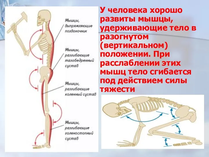 У человека хорошо развиты мышцы, удерживающие тело в разогнутом (вертикальном) положении.