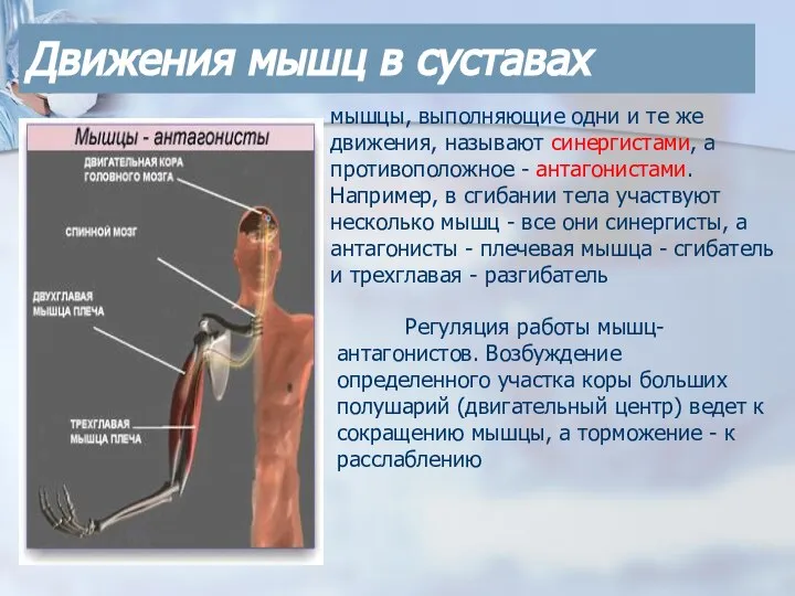 Движения мышц в суставах Регуляция работы мышц-антагонистов. Возбуждение определенного участка коры