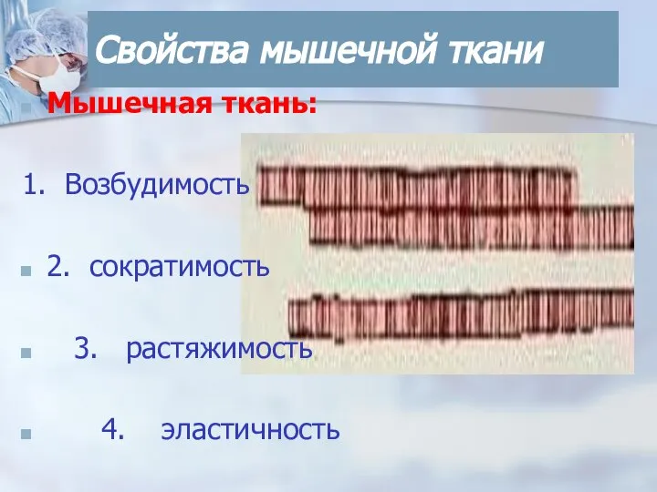 Свойства мышечной ткани Мышечная ткань: 1. Возбудимость 2. сократимость 3. растяжимость 4. эластичность