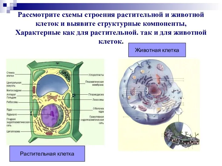 Рассмотрите схемы строения растительной и животной клеток и выявите структурные компоненты,