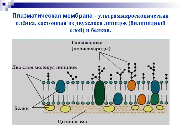 Плазматическая мембрана - ультрамикроскопическая плёнка, состоящая из двухслоев липидов (билипидный слой) и белков.