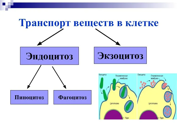 Транспорт веществ в клетке Эндоцитоз Экзоцитоз Пиноцитоз Фагоцитоз