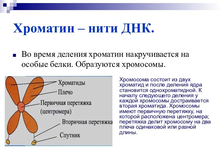 Хроматин – нити ДНК. Во время деления хроматин накручивается на особые