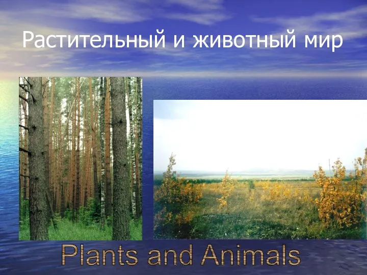 Растительный и животный мир Plants and Animals