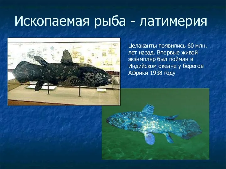 Ископаемая рыба - латимерия Целаканты появились 60 млн. лет назад. Впервые