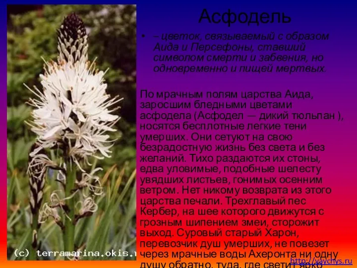 Асфодель – цветок, связываемый с образом Аида и Персефоны, ставший символом