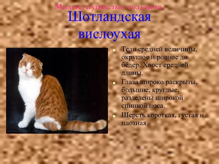 Милые, пушистые создания. Тело средней величины, округлое и ровное до бёдер.