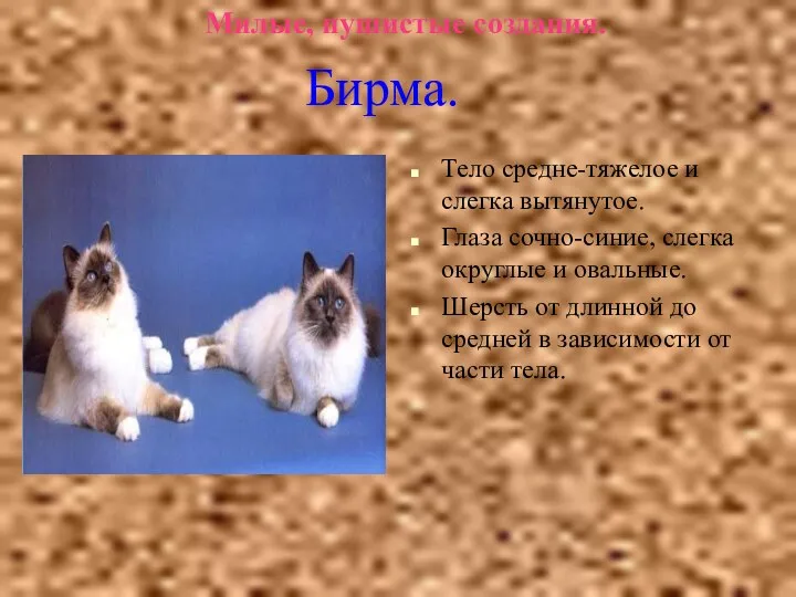 Милые, пушистые создания. Тело средне-тяжелое и слегка вытянутое. Глаза сочно-синие, слегка