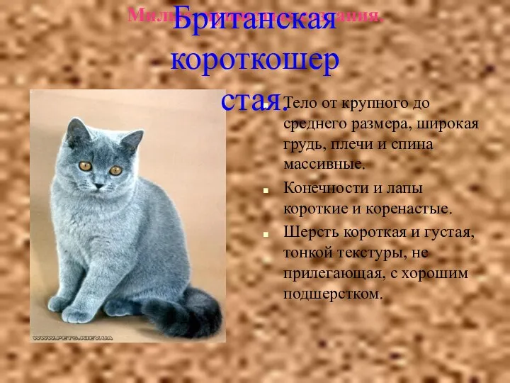 Милые, пушистые создания. Тело от крупного до среднего размера, широкая грудь,