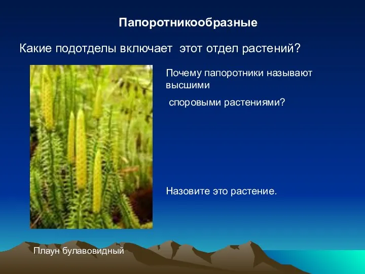 Папоротникообразные Какие подотделы включает этот отдел растений? Почему папоротники называют высшими