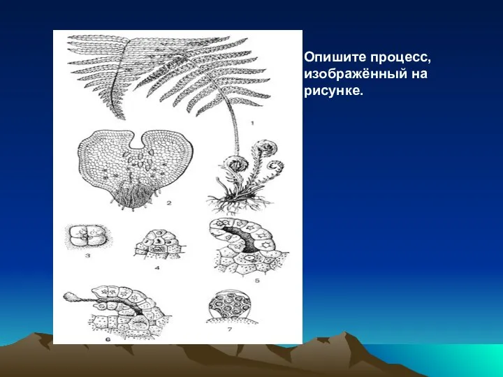 Опишите процесс, изображённый на рисунке.