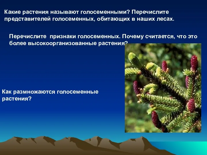 Какие растения называют голосеменными? Перечислите представителей голосеменных, обитающих в наших лесах.