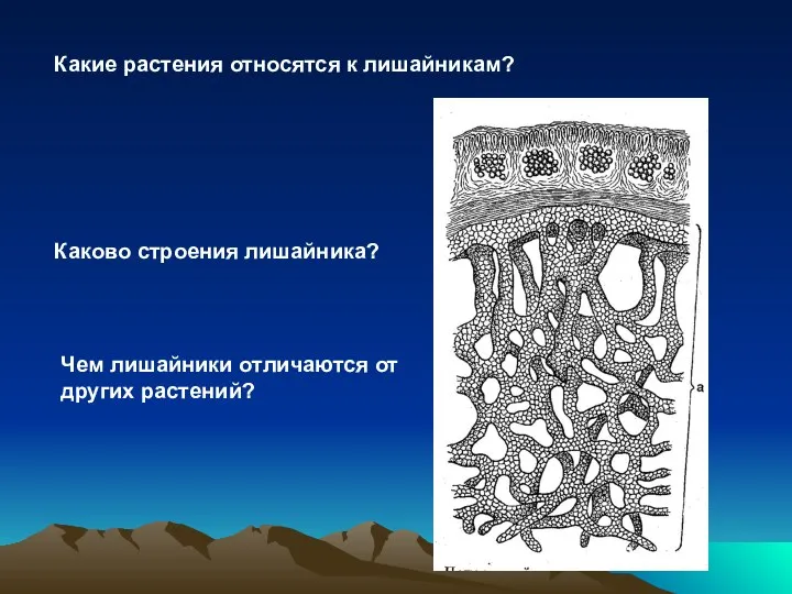 Какие растения относятся к лишайникам? Каково строения лишайника? Чем лишайники отличаются от других растений?