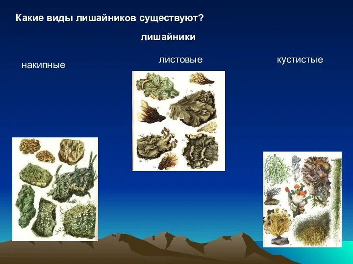 Какие виды лишайников существуют? лишайники накипные листовые кустистые