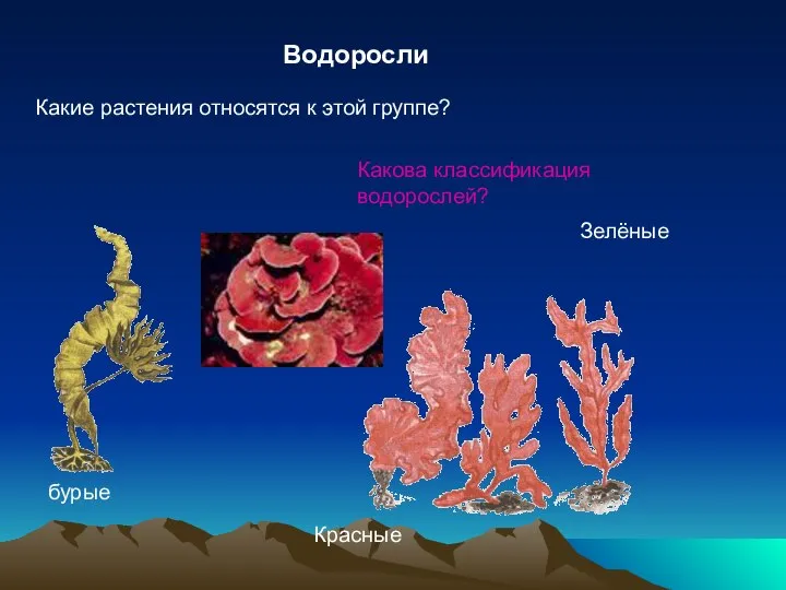 Водоросли Какие растения относятся к этой группе? Какова классификация водорослей? бурые Красные Зелёные