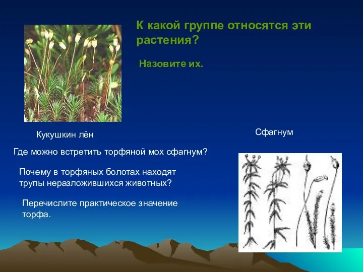 Кукушкин лён Сфагнум К какой группе относятся эти растения? Назовите их.