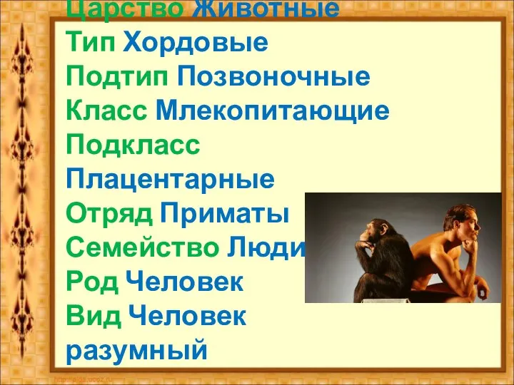 Царство Животные Тип Хордовые Подтип Позвоночные Класс Млекопитающие Подкласс Плацентарные Отряд