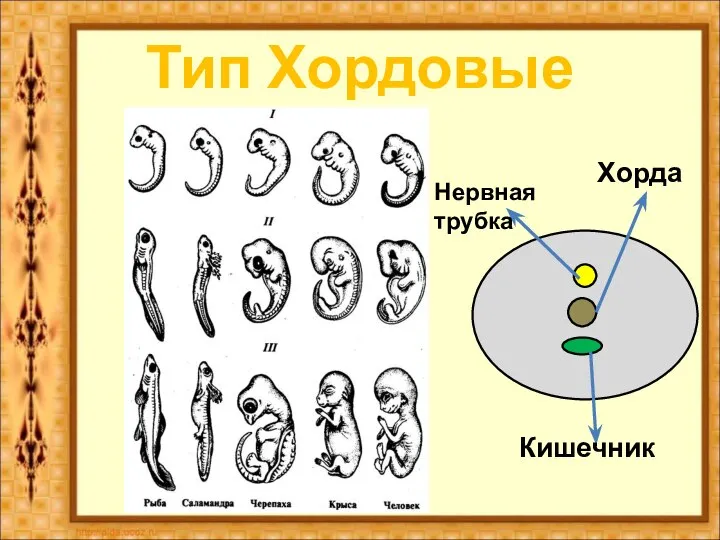 Тип Хордовые Хорда Нервная трубка Кишечник