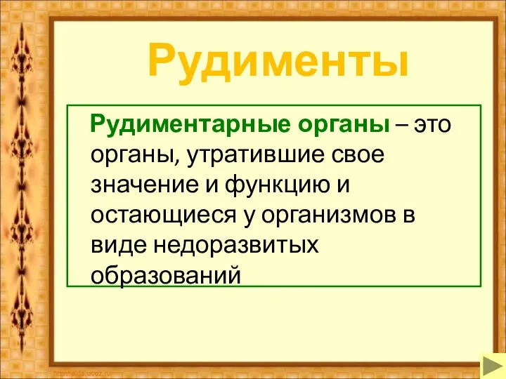 Рудименты Рудиментарные органы – это органы, утратившие свое значение и функцию