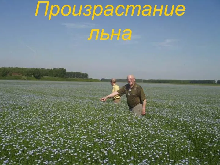 Произрастание льна