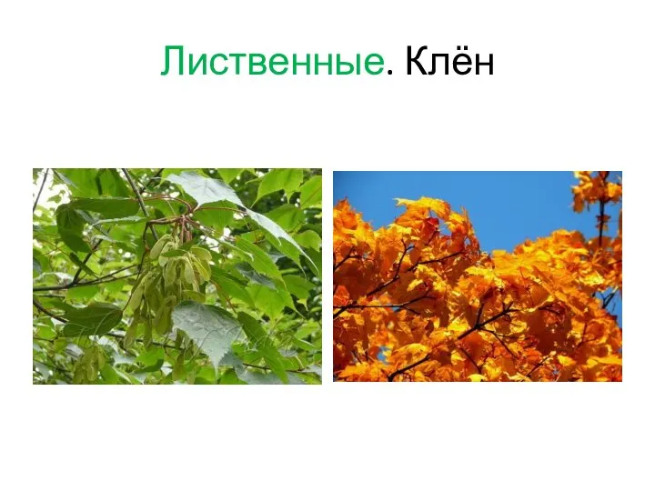 Лиственные. Клён