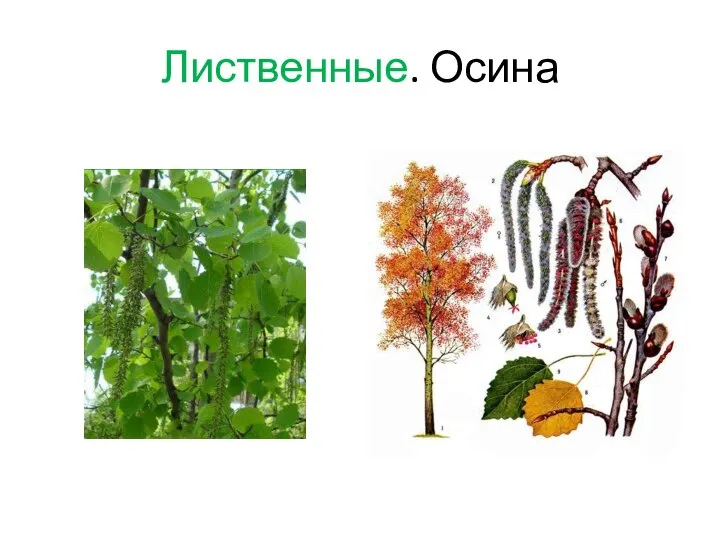 Лиственные. Осина